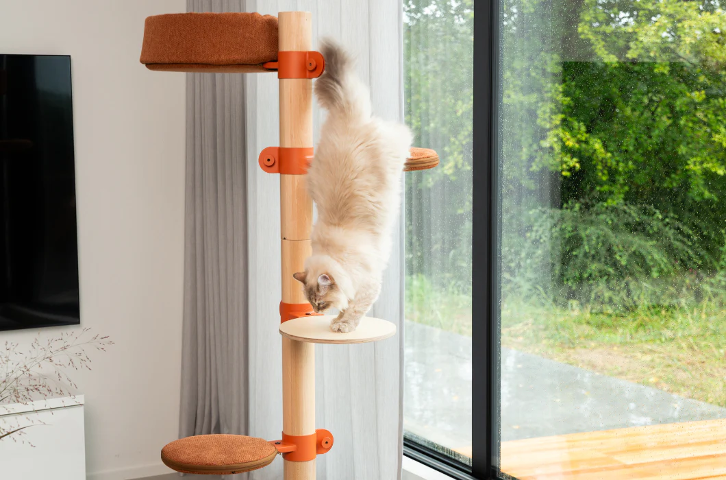 Kat aan het spelen op kattenklim